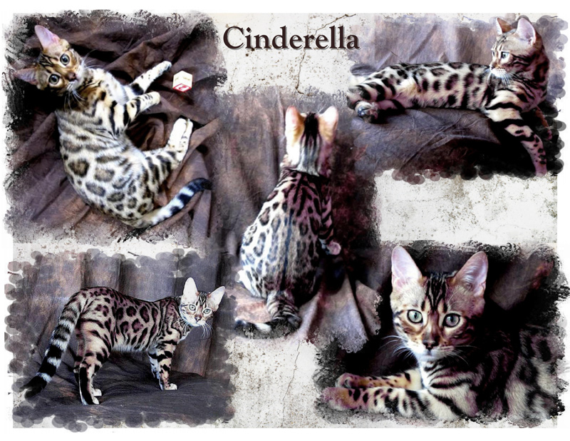 Cinderella