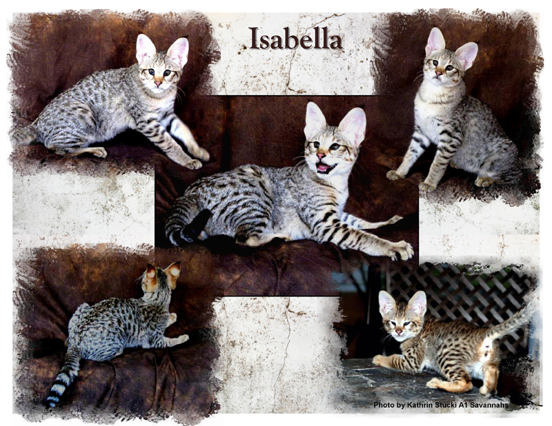 Isabella