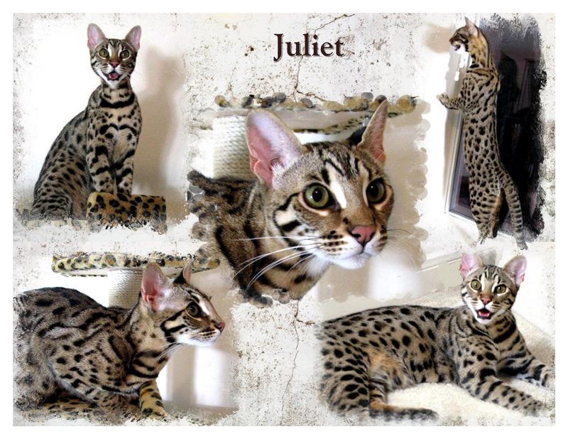 Juliet