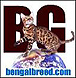 Bengal Breed