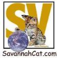 Savannah Cat